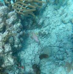 Cephalopholis cruentata