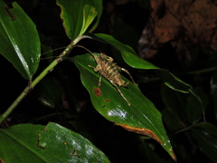 Pterochrozinae