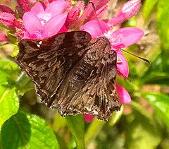 Noctuana haematospila