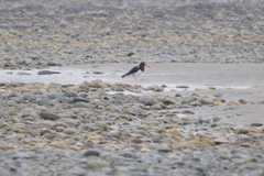 Haematopus leucopodus