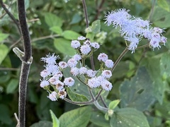 Ageratum houstonianum