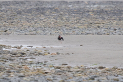 Haematopus leucopodus