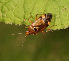 Deraeocoris flavilinea