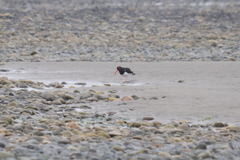 Haematopus leucopodus