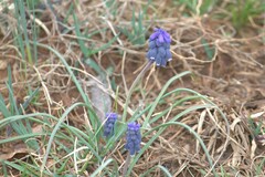 Muscari