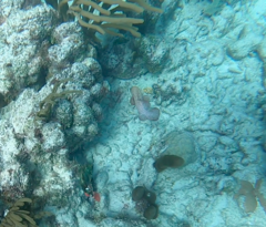 Cephalopholis cruentata