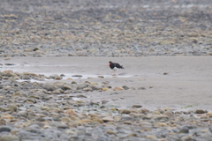 Haematopus leucopodus