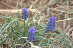 Muscari