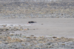 Haematopus leucopodus