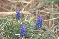 Muscari