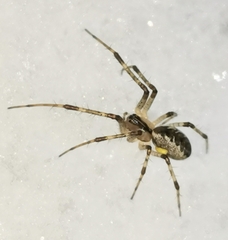 Pityohyphantes phrygianus