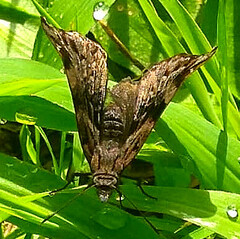 Noctuana haematospila
