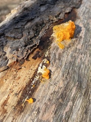 Dacrymyces