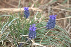 Muscari