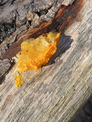 Dacrymyces
