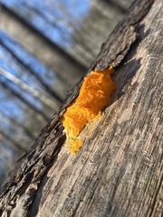 Dacrymyces