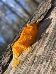 Dacrymyces