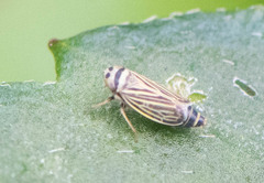 Amblysellus curtisii