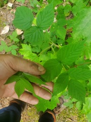 Rubus idaeus strigosus