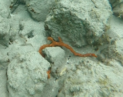 Amphimedon compressa