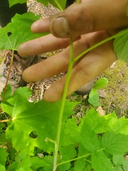 Rubus idaeus strigosus