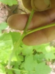Rubus idaeus strigosus