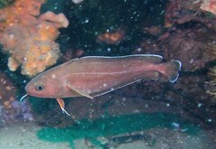 Lotella rhacina