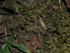 Osteocephalus festae