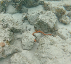 Amphimedon compressa