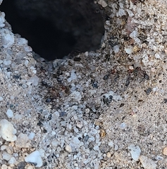 Endiodioctes