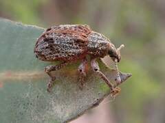 Oxyops fasciatus