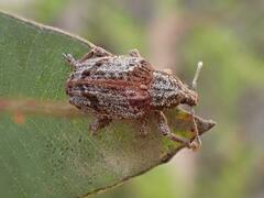 Oxyops fasciatus