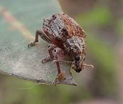 Oxyops fasciatus