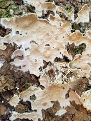 Ramaricium polyporoideum