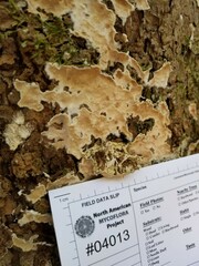 Ramaricium polyporoideum