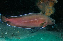 Lotella rhacina