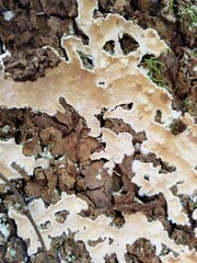 Ramaricium polyporoideum