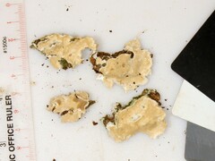 Ramaricium polyporoideum