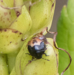 Cosmopepla lintneriana