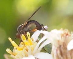 Empis