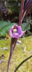 Thelymitra hatchii