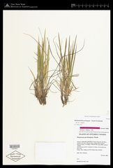 Dichanthelium perlongum