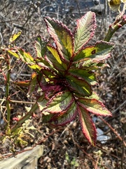Rose rosette emaravirus