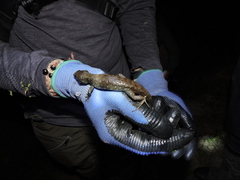 Potamites strangulatus