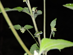 Nymphargus