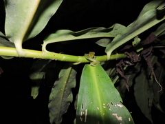 Rulyrana mcdiarmidi