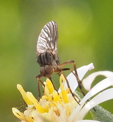 Empis