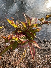 Rose rosette emaravirus