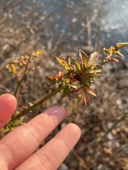 Rose rosette emaravirus