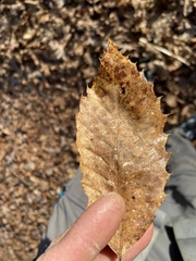 Castanea pumila